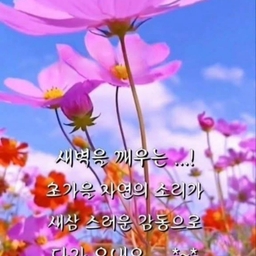 피드에 업로드 된 이미지