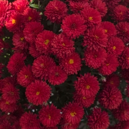 피드에 업로드 된 이미지