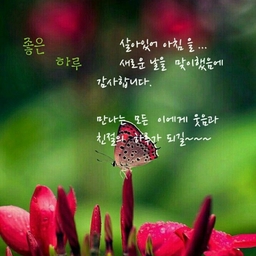 피드에 업로드 된 이미지