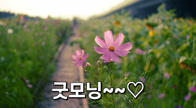 피드에 업로드 된 이미지