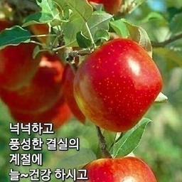 피드에 업로드 된 이미지