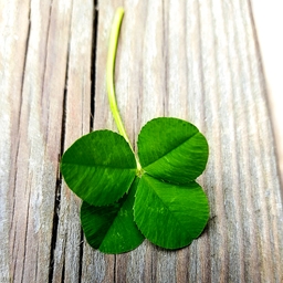 공지사항에 업로드 된 이미지