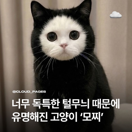 피드 이미지