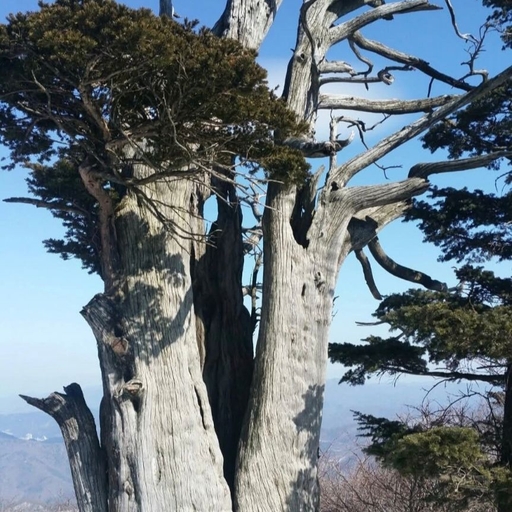 피드 이미지