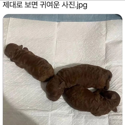 피드 이미지