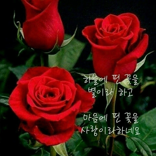 피드 이미지