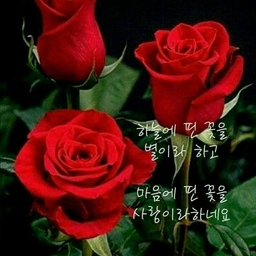 피드에 업로드 된 이미지