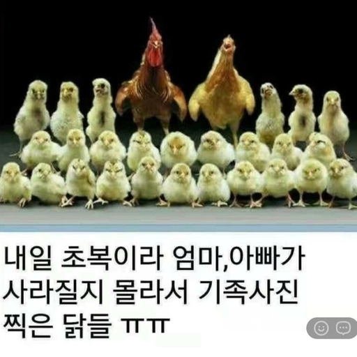 피드 이미지