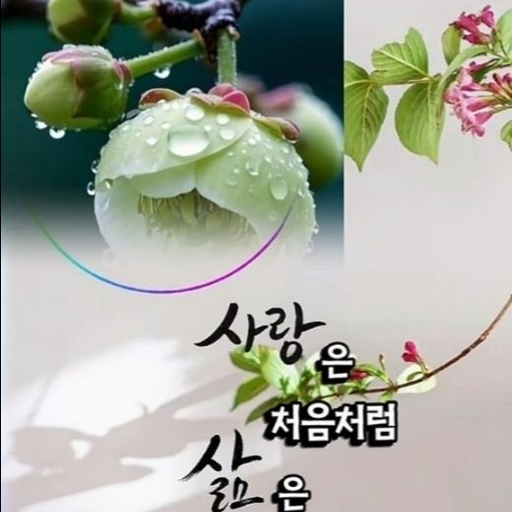 피드 이미지