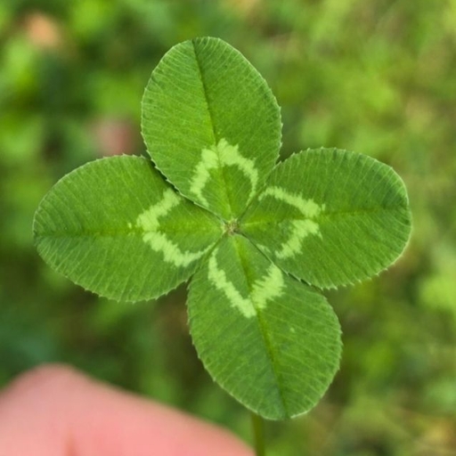 ํผ๋ ์ด๋ฏธ์ง