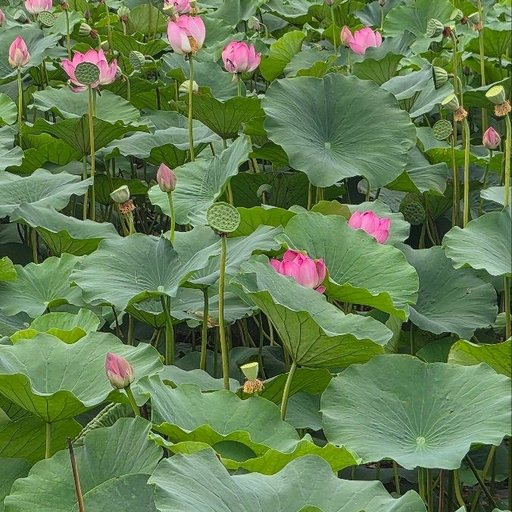 피드 이미지