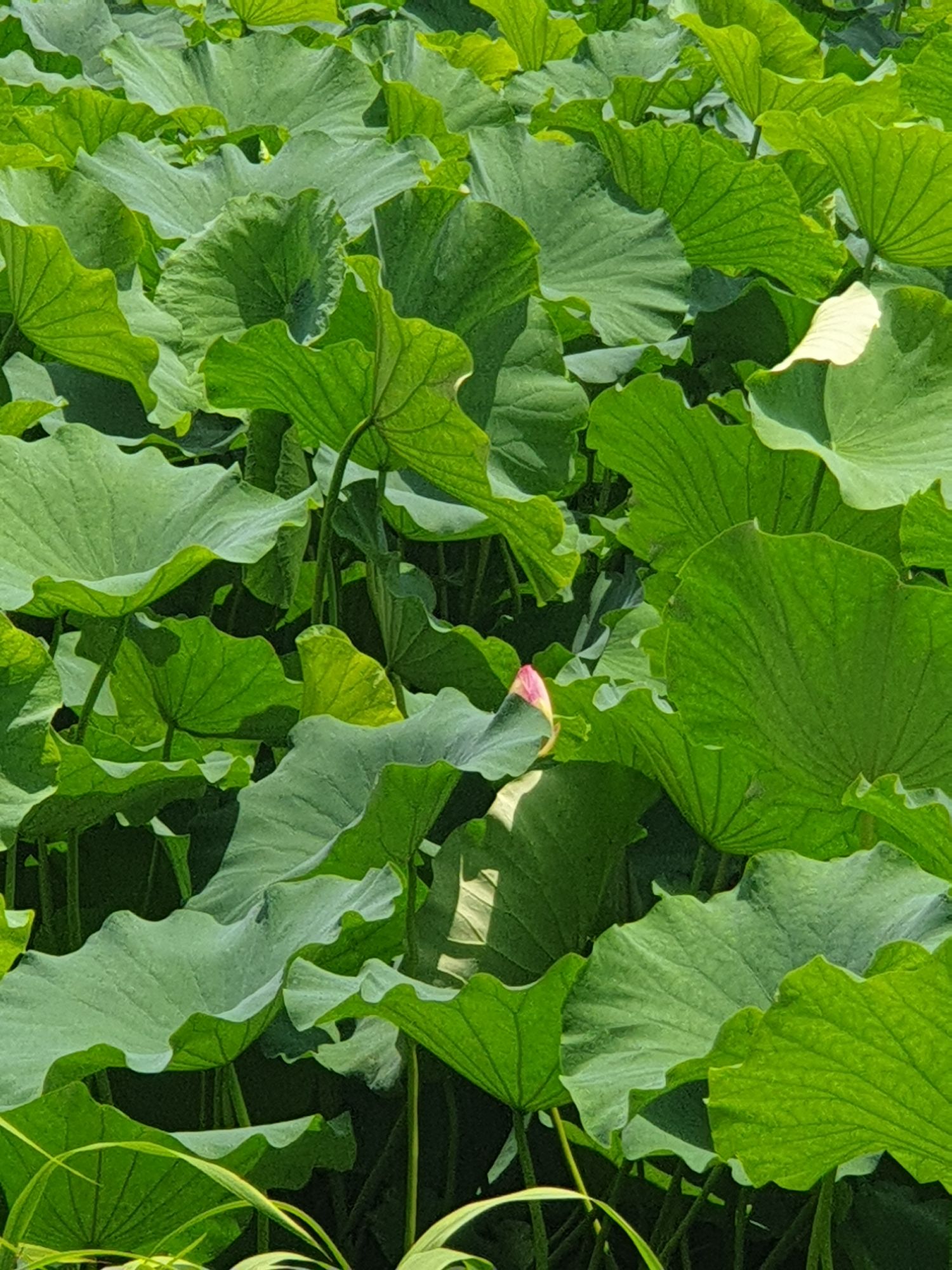 피드 이미지