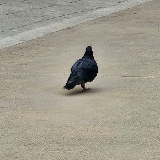 피드 이미지