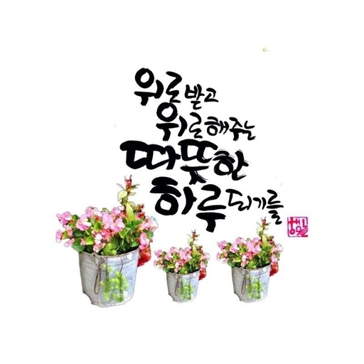 피드 이미지