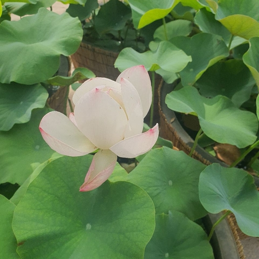 피드 이미지