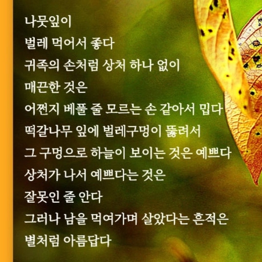 피드 이미지