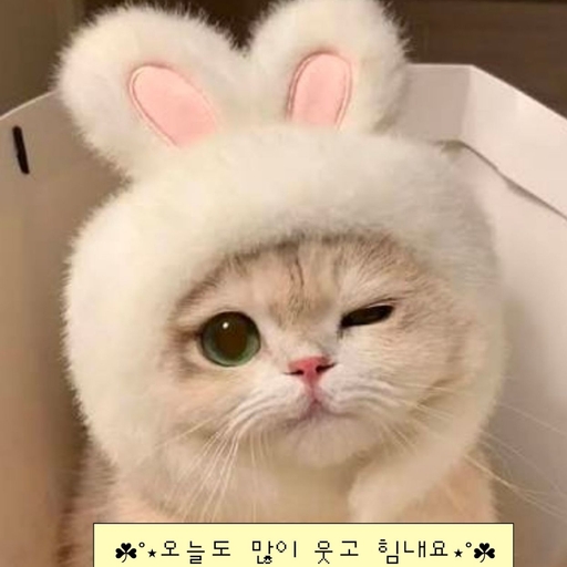 피드 이미지