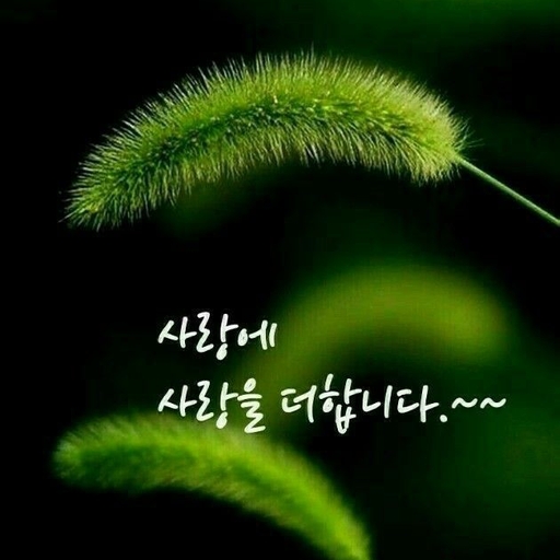 피드 이미지