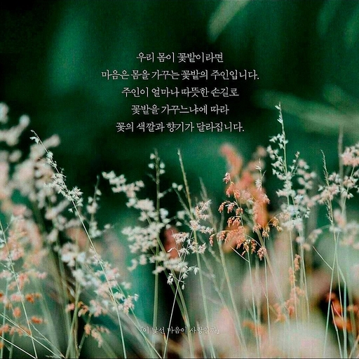 피드 이미지