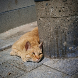피드에 업로드 된 이미지