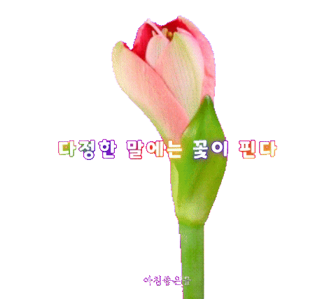 피드 이미지