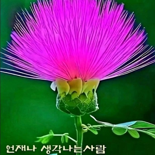 피드 이미지