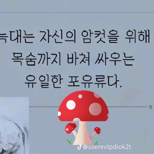 피드 이미지