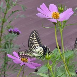 피드에 업로드 된 이미지
