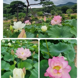 피드에 업로드 된 이미지