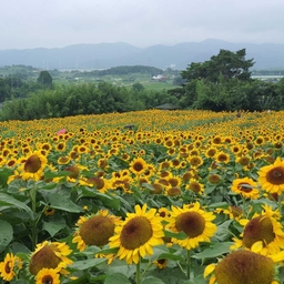 피드에 업로드 된 이미지