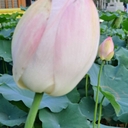 멤버 프로필