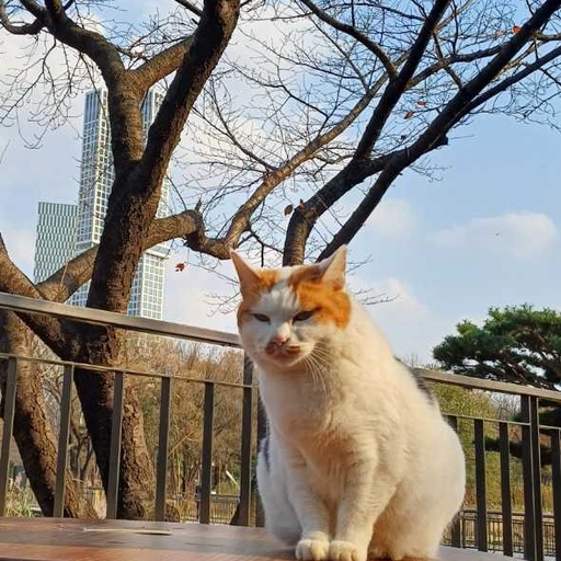 피드 이미지