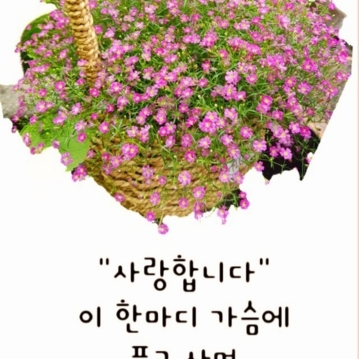 피드 이미지