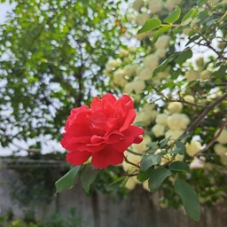 공지사항에 업로드 된 이미지