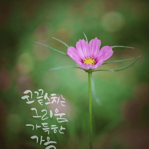 피드 이미지