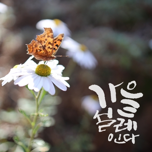 피드 이미지