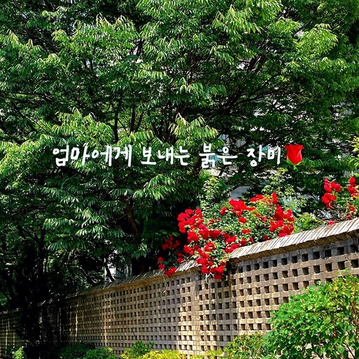 피드 이미지
