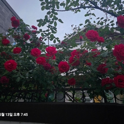 피드에 업로드 된 이미지
