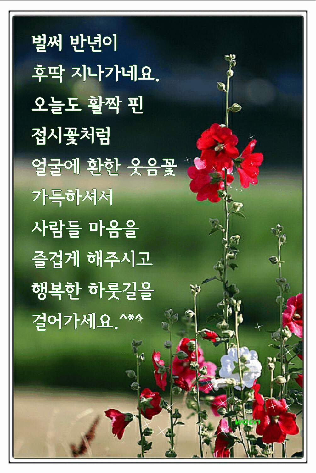 피드 이미지