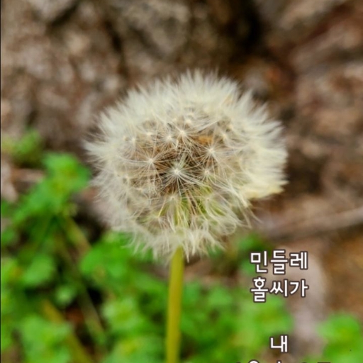 피드 이미지