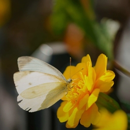 공지사항에 업로드 된 이미지