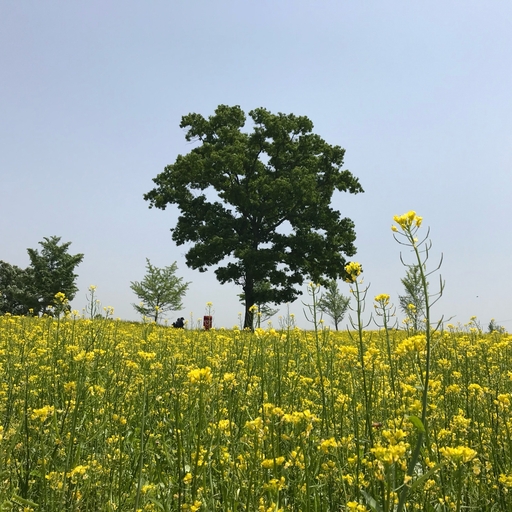 피드 이미지