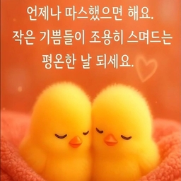 피드에 업로드 된 이미지