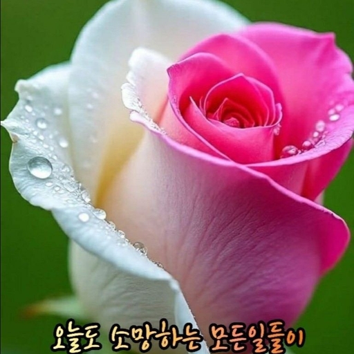 피드 이미지