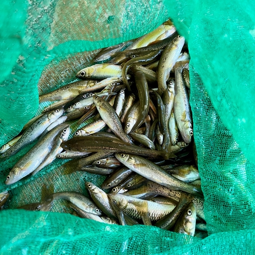 ํผ๋ ์ด๋ฏธ์ง