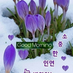 피드에 업로드 된 이미지