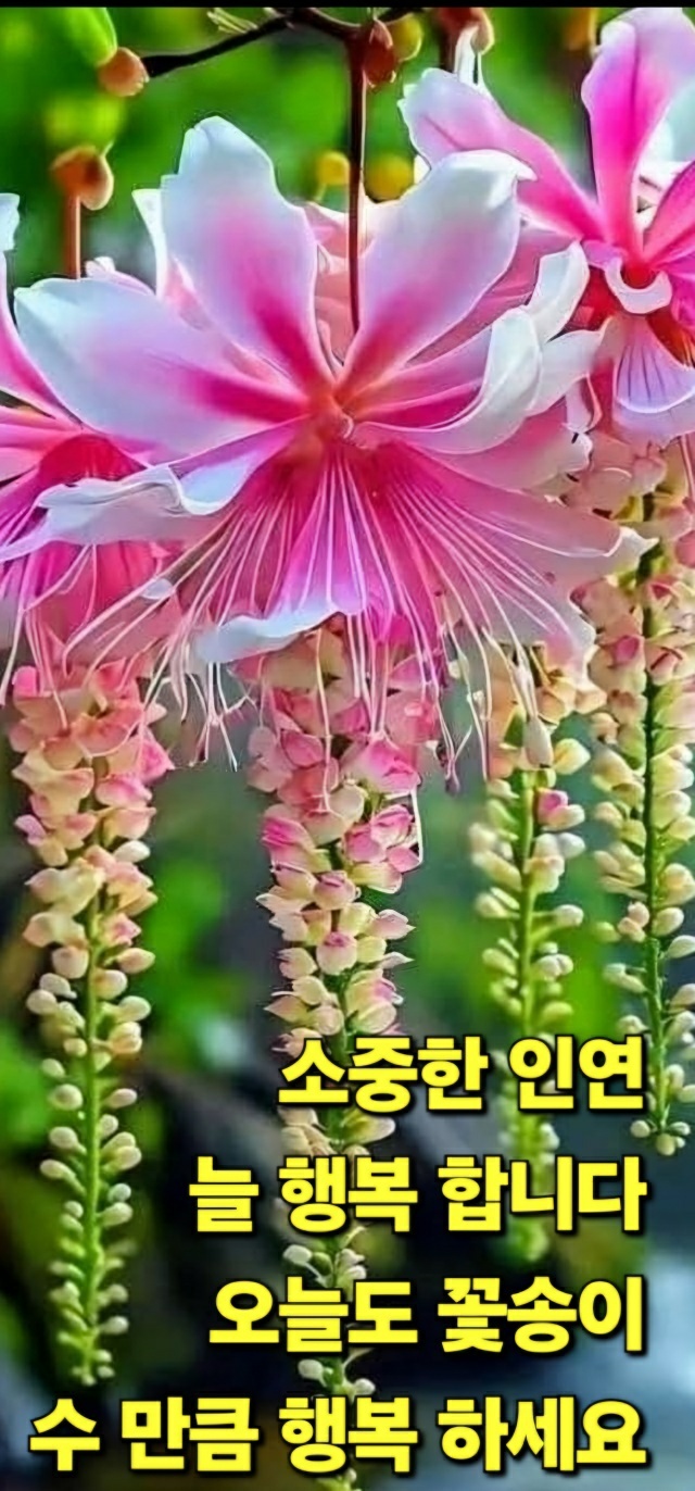 피드 이미지