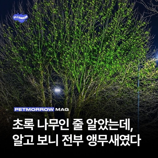 피드 이미지