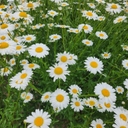 피드 작성자 프로필