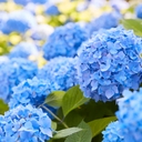 공지사항 작성자 프로필